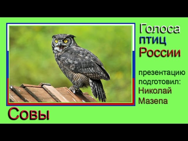 Совы. Голоса птиц России