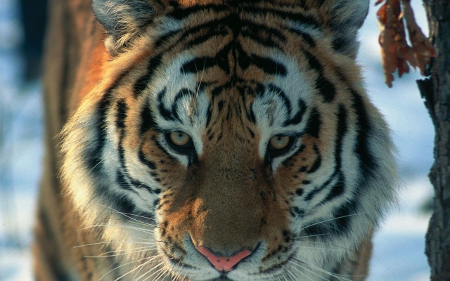 Амурский тигр в третьем тысячелетии