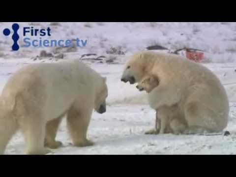 Белые медведи и собаки - странная дружба ...