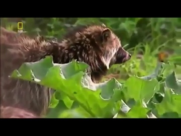 Природа тайги. Мир животных. Амурский тигр (Документальный фильм)