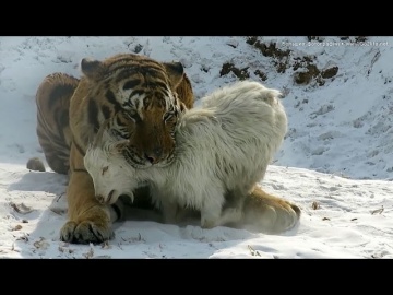 Шоу в китайском зоопарке: тигры убивают козу