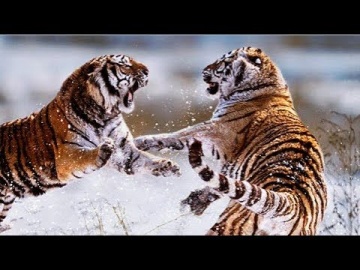 КОРОЛИ УССУРИЙСКИХ ЛЕСОВ. Сибирские тигры на грани вымирания - Документальный фильм 2017