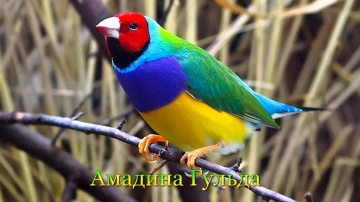 Самые красивые птицы планеты Земля