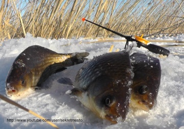 Зимняя рыбалка на вкусного карася