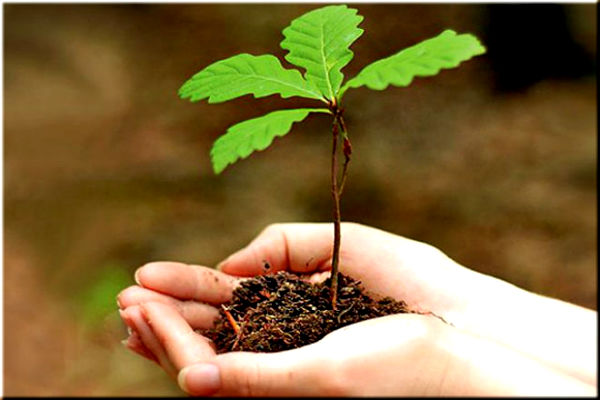 Как посадить дерево: мастер-класс