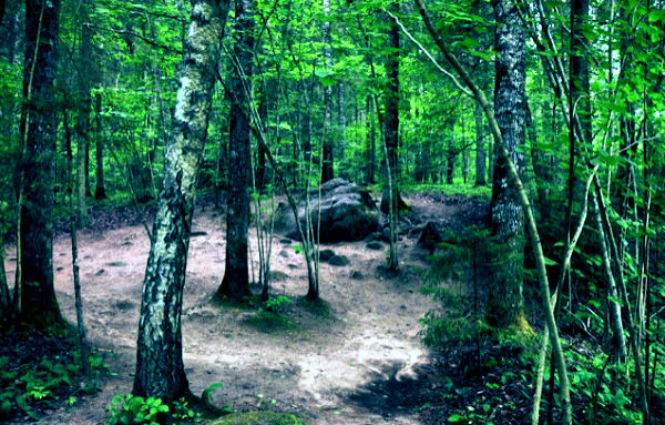 Мистические места планеты: таинственный лес Покайни